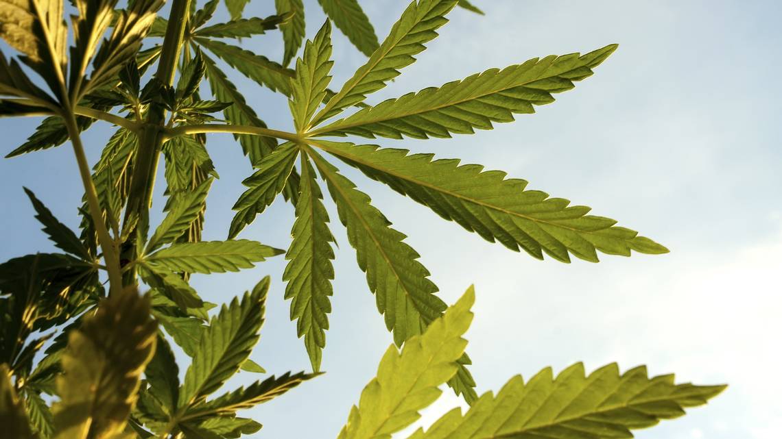 Board Bill 180 legalizes cannabis in St. Louis City
