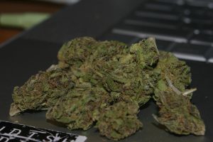 kcnorml-bud-cannabis