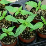 DHSS rule prohibits seedling sales