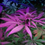 Pink-budding-northern-lights