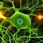 Cannabis Neurons Signalling